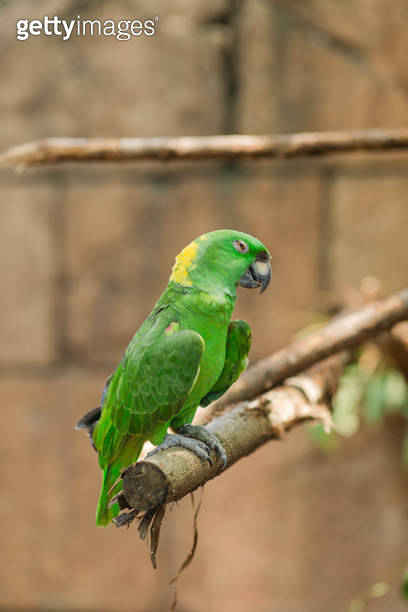Vibrant Green, Yellow-Naped Amazon Parrot Bird in a Tropical Outdoor ...