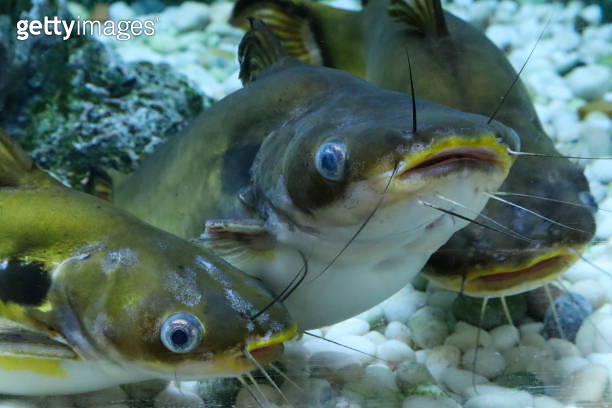 Group of Horabagrus brachysoma or Sun Catfish in aquarium, Closeup