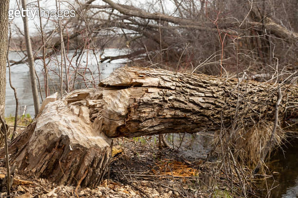 Fallen Tree That Beavers Chewed Down (1502913968) - 게티이미지뱅크