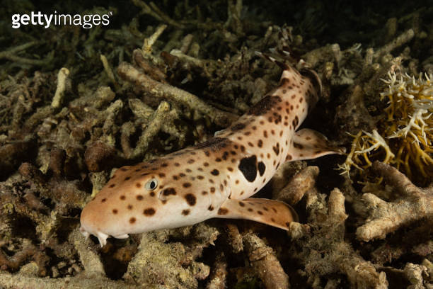 Triton Epaulette Shark Hemiscyllium henryi, Endemic Bamboo Shark
