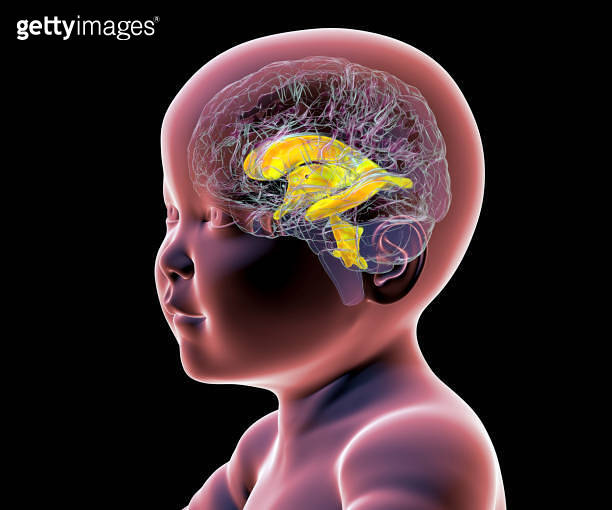 A baby with a normal brain and brain ventricles, 3D illustration ...