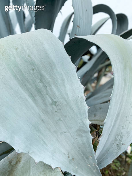 Blue agave leaves, texture abstract background 이미지 (1796321475) - 게티이미지뱅크