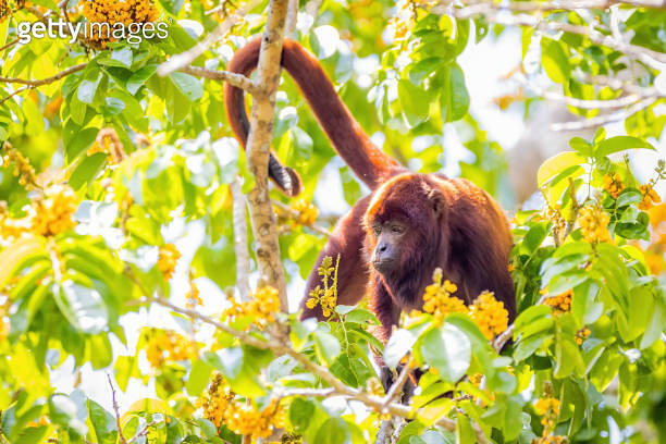 Purus Red Howler monkey closeup portrait in the jungle 이미지 (1710669810