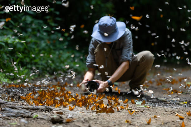 Asian biologist is taking photo of mud puddling phenomenon butterflies ...