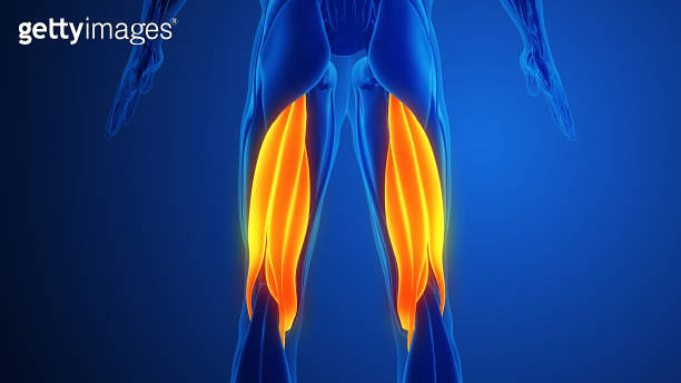 Hamstring Muscle Pain with blue background 이미지 (2150375218) - 게티이미지뱅크