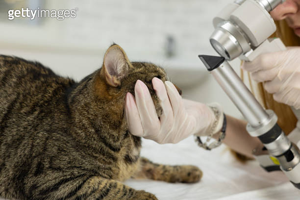 A veterinary ophthalmologist examines a cat's eye under a microscope. A ...