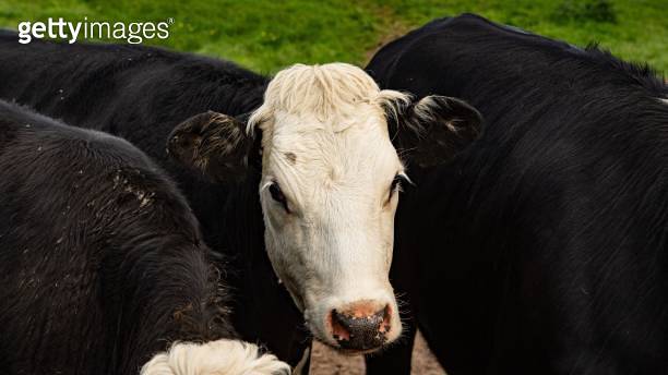 Male Calf Rear Dairy Calf Between Two Calf Rear Ends. 이미지 (2154471548) - 게티이미지뱅크