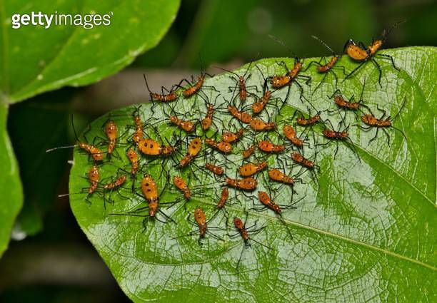 Milkweed assassin bug nymph insects zelus longipes linnaeus on leaf ...