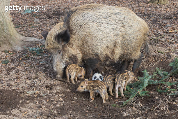 Wild boar - Sus scrofa - in the forest and by the in its natural ...