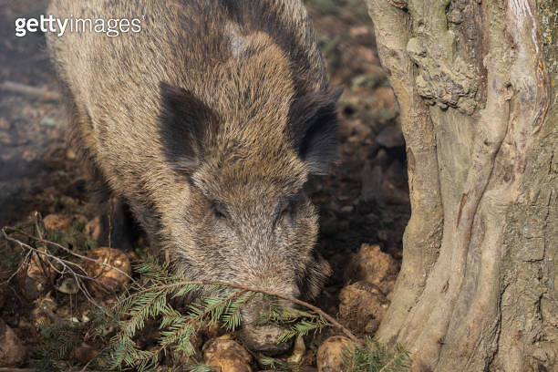 Wild boar - Sus scrofa - in the forest and by the in its natural ...