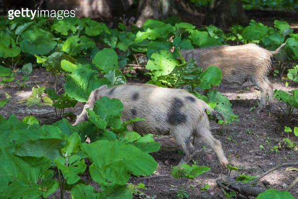 Scorfa Wild boar - Sus scrofa - in the forest and by the in its natural ...