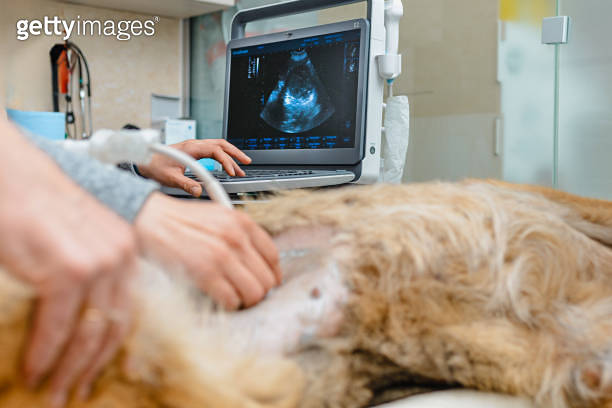 Dog having ultrasound scan in a vet clinic. Veterinarian. A pregnant