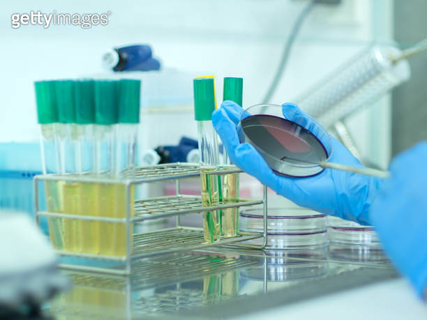 Laboritory Image Pathogen Medical technicians working on bacterial culture and drug resistance of ...