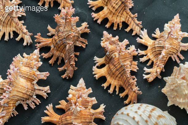 Shell series: sea shells in various colors 이미지 (2163408673) - 게티이미지뱅크