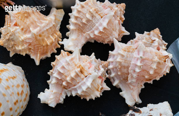 Shell series: sea shells in various colors 이미지 (2162630972) - 게티이미지뱅크