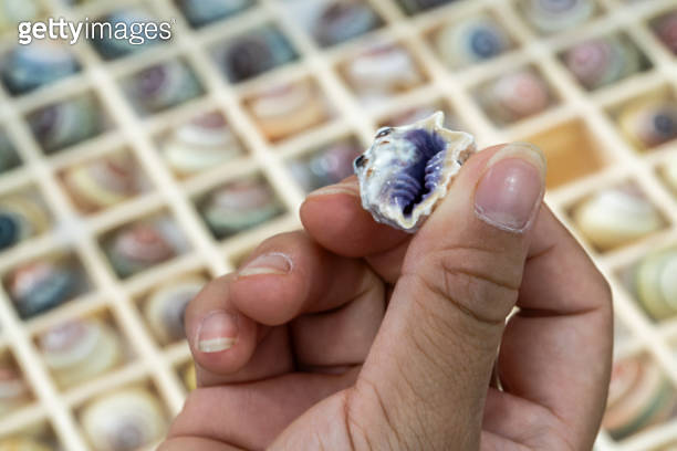 Shell series: shells in various colors 이미지 (2164600011) - 게티이미지뱅크