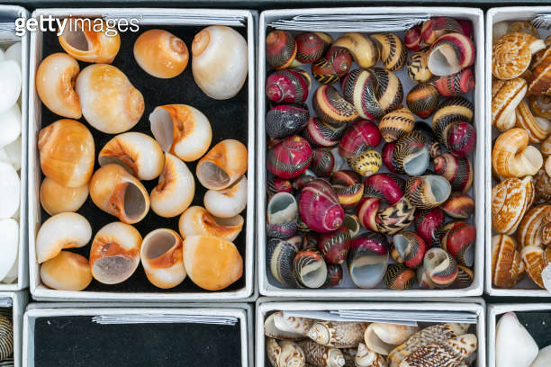 Shell series: sea shells in various colors 이미지 (2162374409) - 게티이미지뱅크