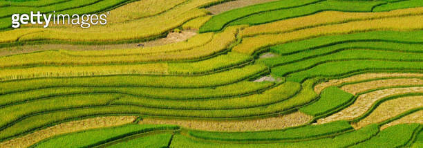 Banner Rice terrace Field Green agriculture landscape. Ecosystem rice ...