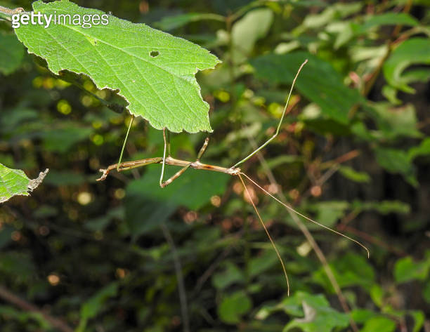 Us Stick Insect Common Walkingstick (Diapheromera femorata) North American Stick Insect ...