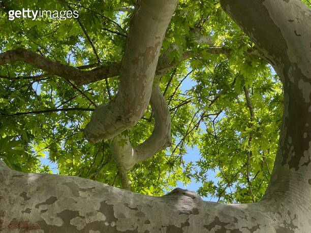 Old plane tree, plane tree and its branches and leaves. (2153287581 ...