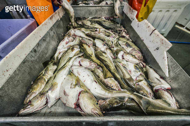 Cod Fish Processing Plant Cod fishing industry: fish processing in a fish factory (1919022316 ...