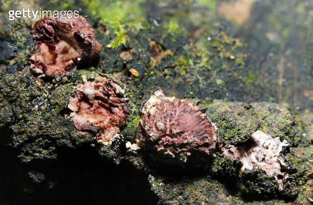 Active shiitake mushroom bed and shiitake mushrooms showing their faces