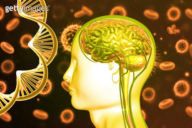 Human brain anatomy with DNA strand cells 이미지 (2151865352) - 게티이미지뱅크