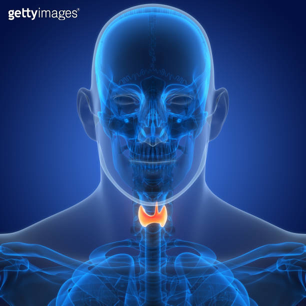 Human Body Glands Thyroid Gland Anatomy 이미지 (1953954345) 게티이미지뱅크