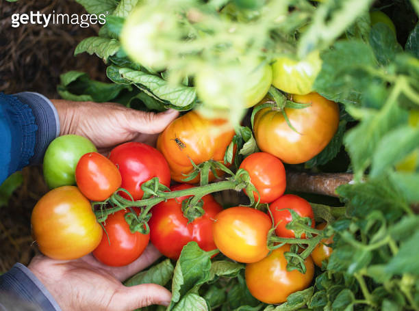male hands hold large ripe tomatoes. big bunch of red tomatoes on the ...