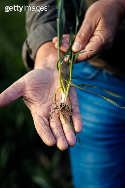 Close up of senior farmer hands examining crop in his hands in wheat ...