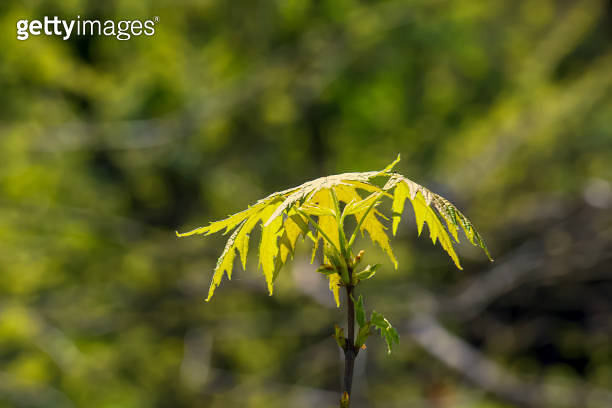 Field Maple Spring Leaves and seeds of the field maple or Acer campestre in early spring ...