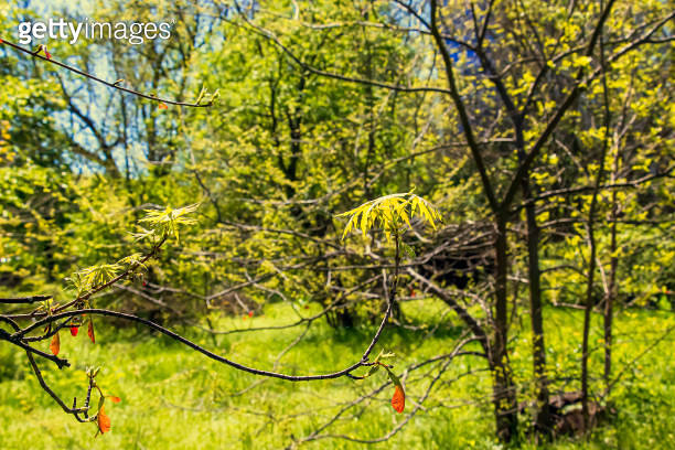 Leaves and seeds of the field maple or Acer campestre in early spring ...