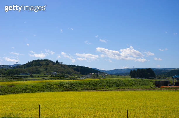 Golden Rice Paddies near Oirase stream in Towada area, Aomori, Tohoku ...