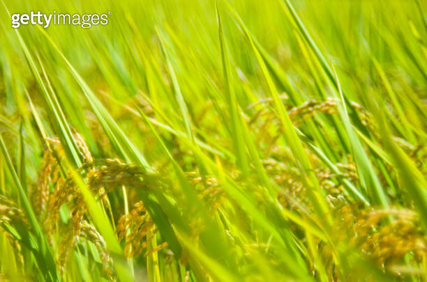 Golden Rice Paddies near Oirase stream in Towada area, Aomori, Tohoku ...