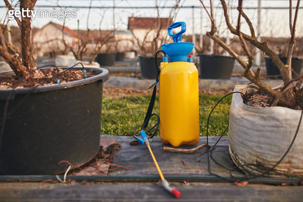 Pesticide, insecticide and herbicide sprayer sprinkler in a blueberries ...