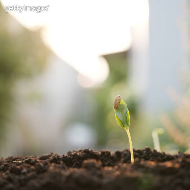 small plant sapling growing tree sprout macro closeup 이미지 (2150022250 ...