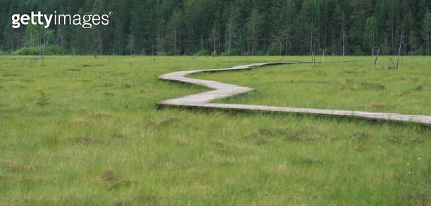 wooden walkway on educational nature trail in the protected fen ...
