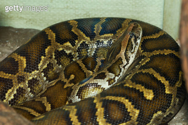 Head burmese python in body on stick tree at thailand 이미지 (2163643531 ...