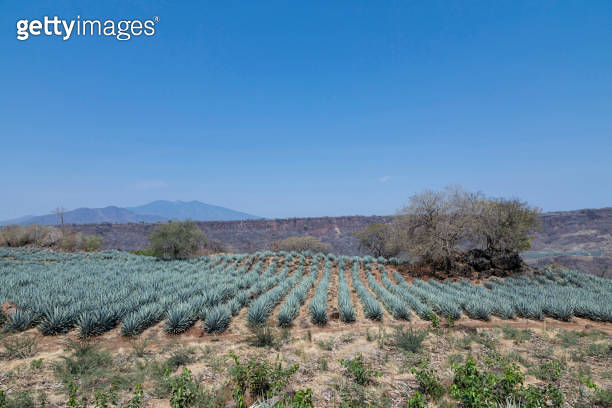 Landscape of agave plants to produce tequila 이미지 (2161804257) - 게티이미지뱅크
