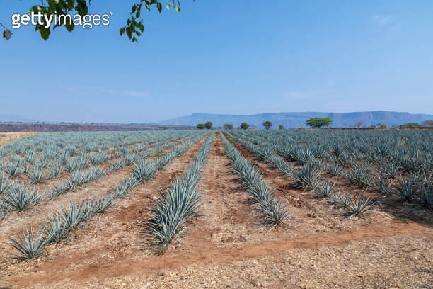 Landscape of agave plants to produce tequila 이미지 (2161804162) - 게티이미지뱅크
