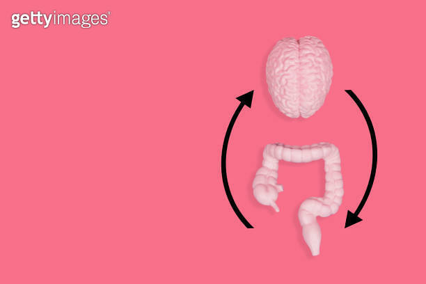 Brain and Intestine Figurines on Pink with Circular Arrows 이미지 ...