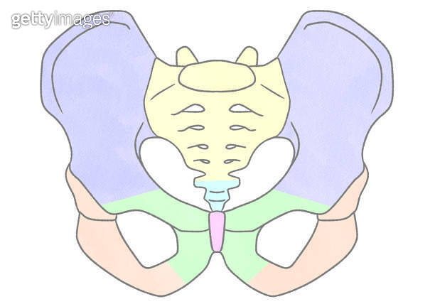 Blank Male Pelvis Anatomy Front View Unlabeled Diagram 2072814137 blank-male-pelvis-anatomy-front-view-unlabeled-diagram-2072814137