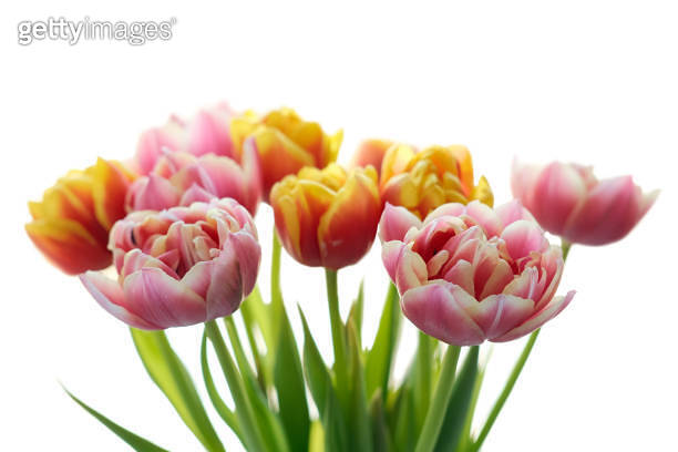 Bouquet of multicolored tulip flowers isolated on white background. 이미지 ...