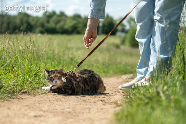 Photo inspiration: Stressed Cat Walks Outside Outdoors On Leash For First Time Photo Inspiration