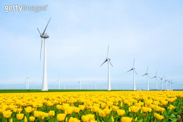 Spring Country Windmill windmill park with tulip flowers in Spring, windmill turbines ...