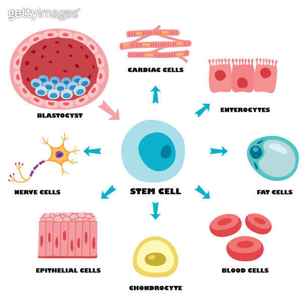 Anatomy Of Human Body Cells 이미지 (2154845140) - 게티이미지뱅크