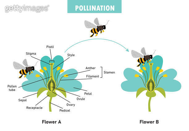 Pollination Practical Diagram Showing Pollination With Flower And Bee 이미지 (2156251006) - 게티이미지뱅크