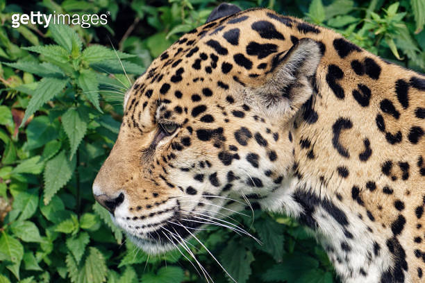 Hinter Genus Jaguar (Panthera onca). The only representative of the genus in North ...