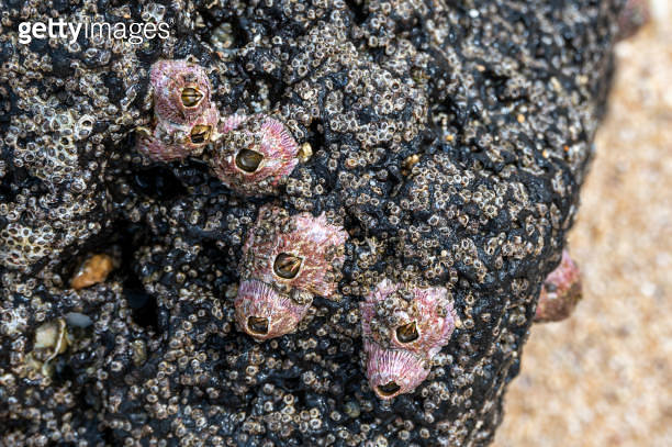 Pink barnacles, Riambel Beach, Mauritius 이미지 (1970696136) - 게티이미지뱅크