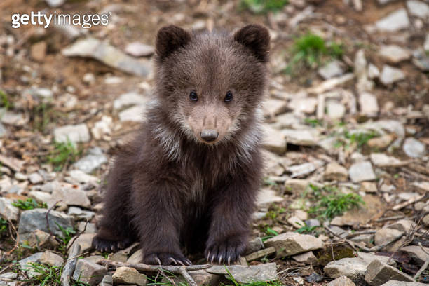Young brown bear cub in the forest. Animal in the nature habitat 이미지 ...